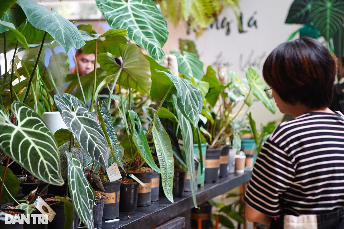Lá kiểng giá trăm triệu đồng, liệu có giống 'cơn sốt' lan đột biến? ảnh 3