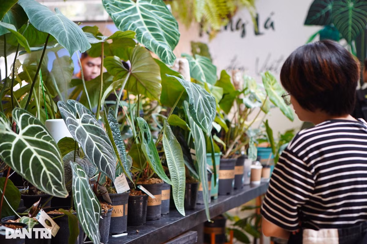 Lá kiểng giá trăm triệu đồng, liệu có giống 'cơn sốt' lan đột biến? ảnh 3