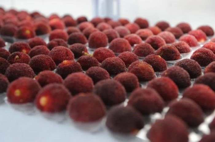 Quả châu Á giá chỉ vài chục/kg, sang Dubai bán hơn 200 nghìn/quả Qua chau A gia chi vai chuc/kg, sang Dubai ban hon 200 nghin/qua