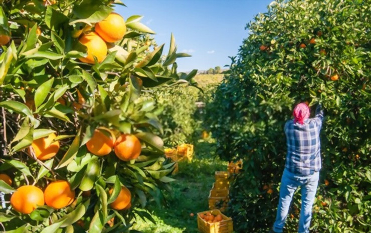 Công việc này được trả lương cao song vẫn đang thiếu người làm khiến cho nhà chức trách đau đầu.