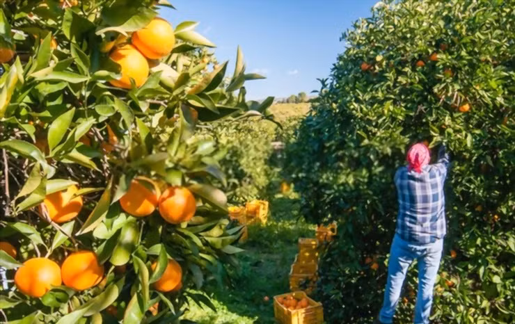 Công việc này được trả lương cao song vẫn đang thiếu người làm khiến cho nhà chức trách đau đầu.