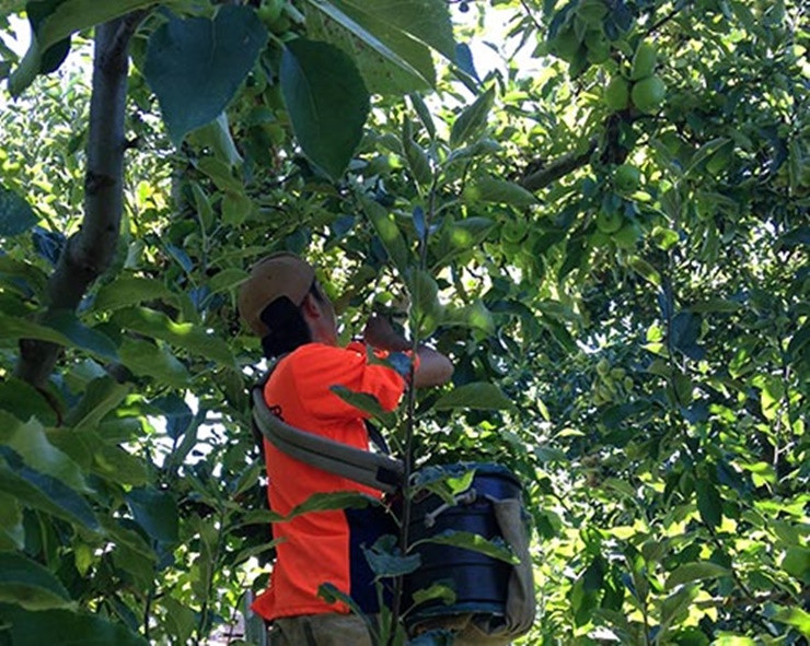 Mức lương được đưa ra là 4000 bảng/tháng (hơn 100 triệu đồng). Nghị sĩ Anne Webster coi việc thiếu nhân viên sẵn sàng nhận công việc là bi kịch.