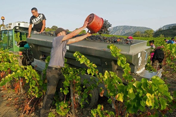 Theo bà Anne, hiện Australia có 21.000 người lao động đến từ nước ngoài nhưng con số này vẫn thấp hơn nhiều so với thời điểm trước khi dịch Covid-19 bùng phát.