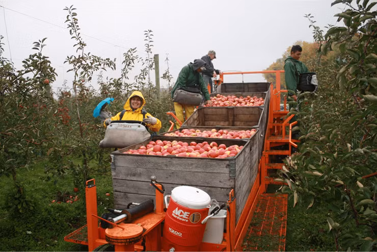 Trong nỗ lực tìm kiếm giải pháp cho vấn đề này, Chính phủ Australia đã thiết lập một kế hoạch vào tháng 1 năm ngoái để thu hút người dân địa phương tìm việc làm - trị giá lên tới 6.000 đô la (3.300 bảng Anh) cho người lao động Úc và lên đến 2.000 đô la (1.100 bảng Anh) cho những người tìm việc quốc tế.