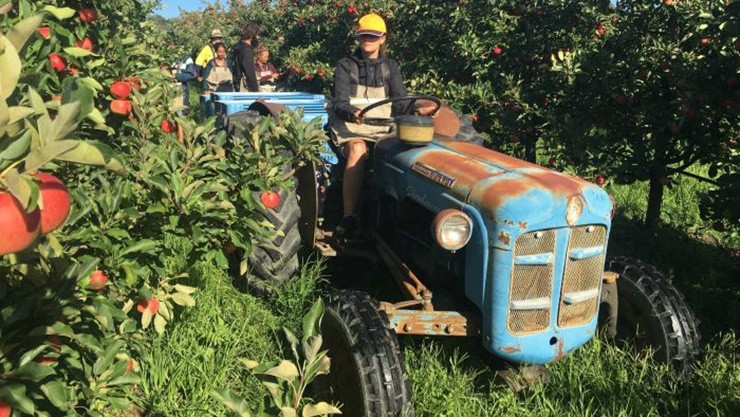 Nghị sĩ Anne nhấn mạnh, hoa quả đang bị thối rữa trên mặt đất do thiếu nhân công và có thể khiến đất nước thiệt hại hàng triệu USD.