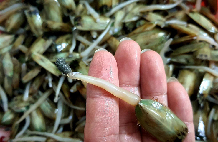 Ở Hải Phòng có một loại đặc sản ngon nức tiếng, gắn bó với bao thế hệ người dân đất Cảng không thể không nhắc đến, đó chính là giá bể.