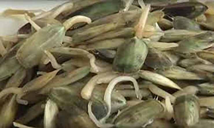 Vì giá bể sống trong cát nên quá trình sơ chế khá kỳ công. Thường phải ngâm trước khi nấu ít nhất 6 tiếng cho nhả hết chất bẩn.