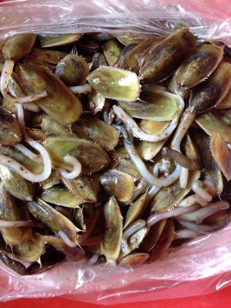 Để chế biến ngon nhất thường đầu bếp phải lưu ý lựa chọn những con giá bể còn tươi, to và đều.