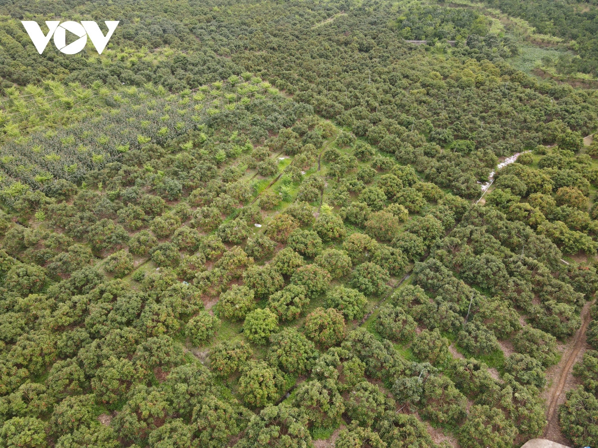 Theo Sở Công Thương Bắc Giang, tính đến hết ngày 11/7, toàn tỉnh đã tiêu thụ được gần 170.000 tấn vải thiều. Trong đó có gần 52 nghìn tấn vải sớm, còn lại là vải chính vụ, giá vải dao động từ 10-25 nghìn đồng/kg (tùy từng loại). Riêng vải thiều xuất khẩu sang các thị trường khó tính dao động từ 30-35 nghìn đồng/kg (được ký hợp đồng mua từ trước)./.