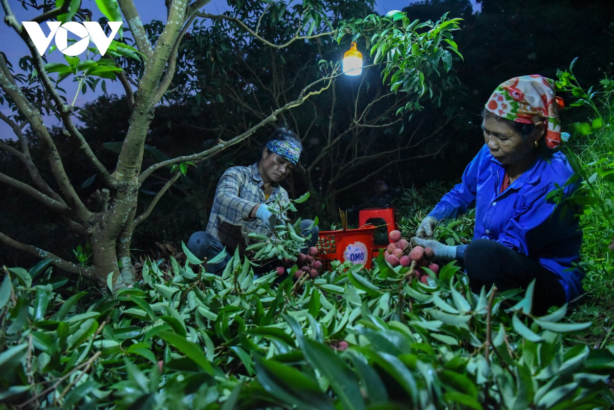 Sau khi bẻ vải xong, nhóm người bẻ vải lại chia nhau người vặt lá, người buộc... luôn chân luôn tay.