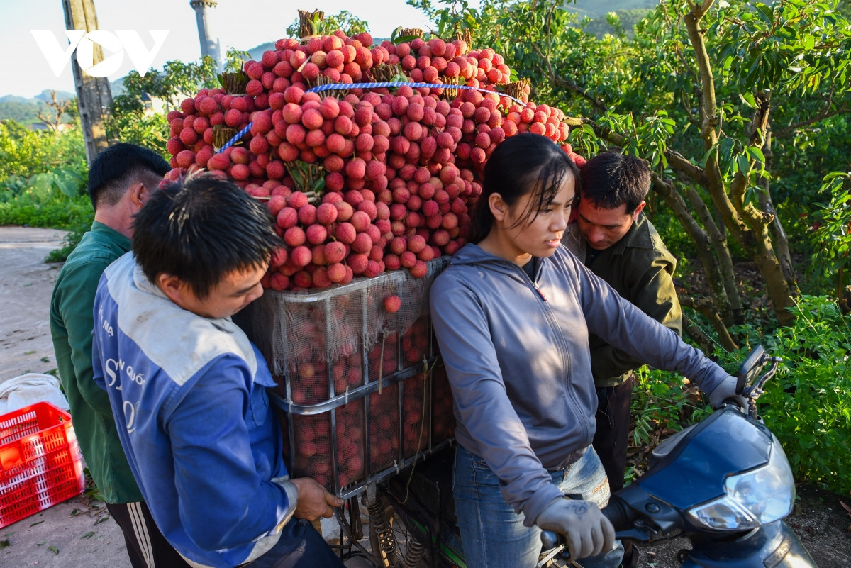 Những chiếc xe máy chất đầy trái vải, mỗi xe chở tới 150-170kg hướng đến các địa điểm thu mua vải lớn tại huyện Lục Ngạn.