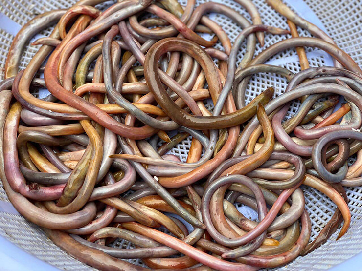 Lịch có nhiều loại, lịch cát màu da giống hệt như màu cát, lịch màu da đỏ chói như máu tươi được gọi là lịch huyết đỏ, loài này béo nhất, thịt thơm và ngon nhất.