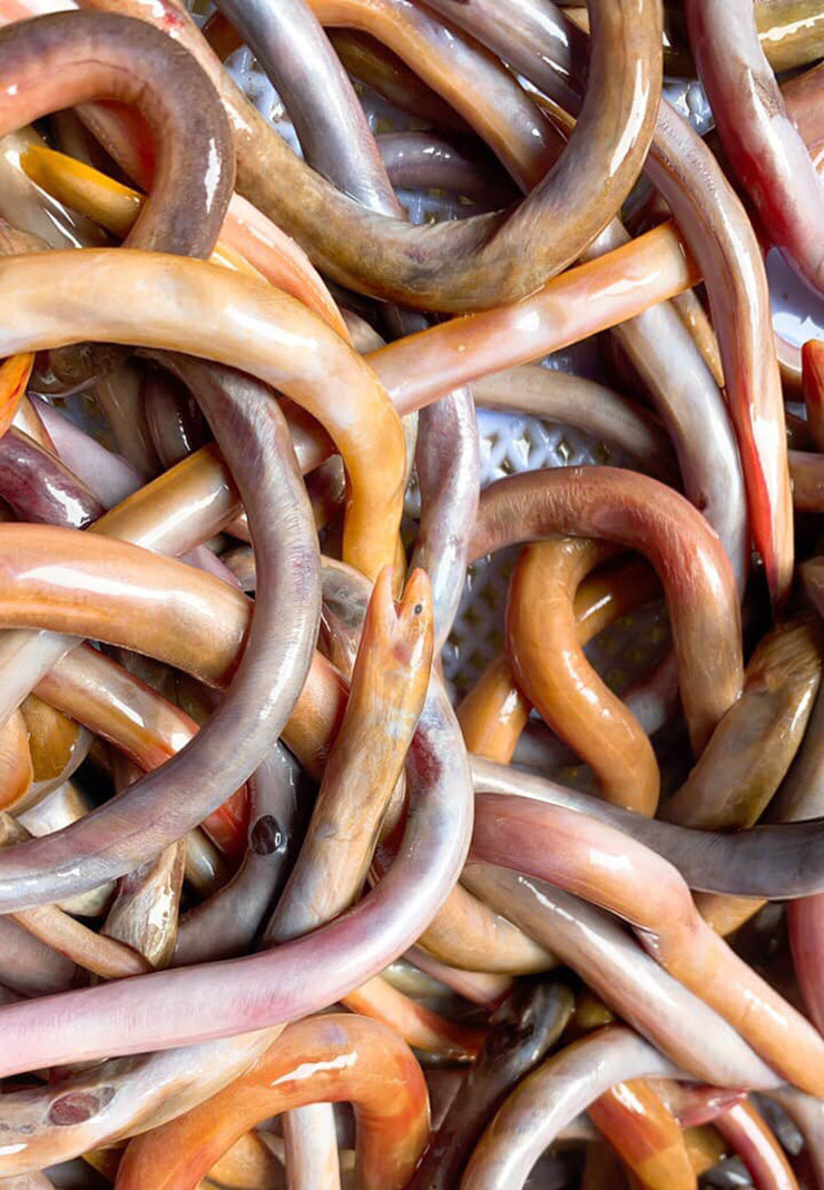 Con lịch một năm chỉ có duy nhất vào mùa lũ và chỉ xuất hiện ở 3 con lũ đầu mùa, mỗi đợt chỉ kéo dài 1-2 ngày.