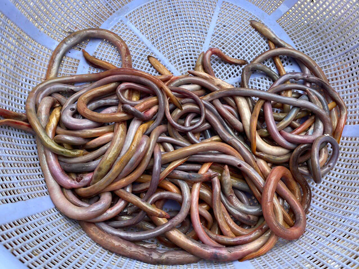 Nhiều người sẽ nhầm lẫn con lịch với con lươn nhưng thật ra chúng có những điểm khác nhau. Con lịch (còn gọi là lạch đồng) và con lươn đều cùng một họ Lươn (Synbranchidae).