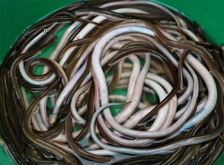 Dụng cụ đánh bắt cũng nhiều loại, nào là lưới tay ngắn, tay dài, vó, rớ, cần câu…