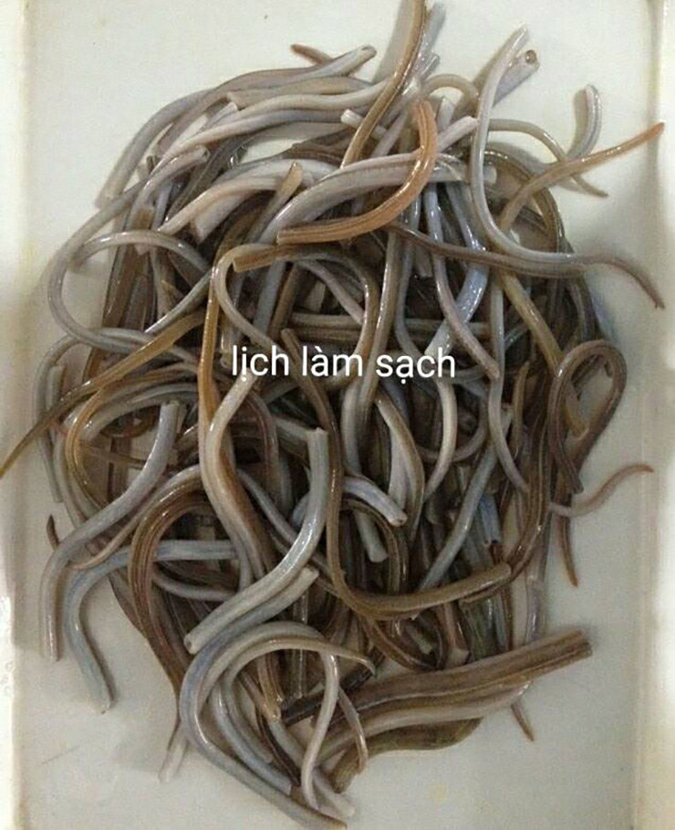 Vì sống riêng lẻ trong từng hang cát nên phải dùng cào sắt mới có thể tóm được từng con. Khi phát hiện, người cào phải nhanh chóng đưa lưỡi cào lên, áp sát vào miệng cái giỏ tre để bắt, vì lịch rất trơn.