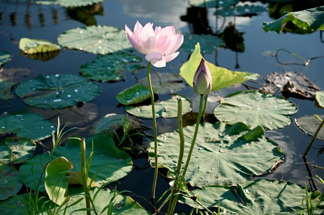 Màu của hoa sen là sự kết hợp, trộn lẫn của màu trắng tinh khôi với sắc hồng phấn như gò má thiếu nữ, vì vậy mà khách chụp ảnh, tham quan ngắm cảnh tới đây chủ yếu là phái đẹp. Ảnh: Mai Hương