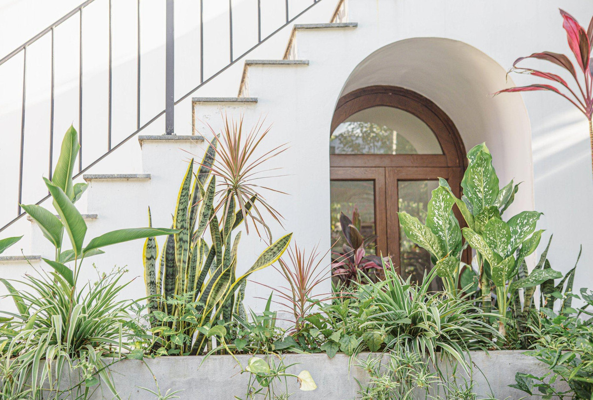 Các loại cây trước cửa sổ phòng làm việc thuộc họ nhiệt đới, dễ trồng, phát triển xanh tốt.