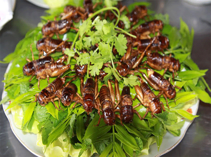 Thịt dế là một trong những món đặc sản đắt khách, có thể được chế biến thành nhiều món ăn, như: Rang, chiên bơ, chiên nước mắm, xào xả ớt, xào lá chúc…, trong đó món dế xào lá chúc là đặc biệt nhất