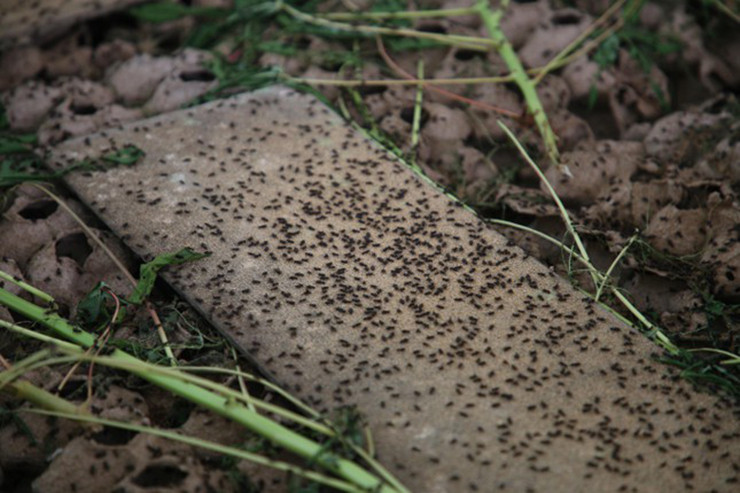 Anh cho biết đối với dế sữa nuôi 30 ngày có thể xuất bán với giá 120 ngàn đồng/kg; dế trứng nuôi từ 37 - 40 ngày, bán với giá 150 - 180 nghìn/kg. Trung bình, một thùng mỗi tháng thu hoạch từ 25 - 28kg dế thương phẩm