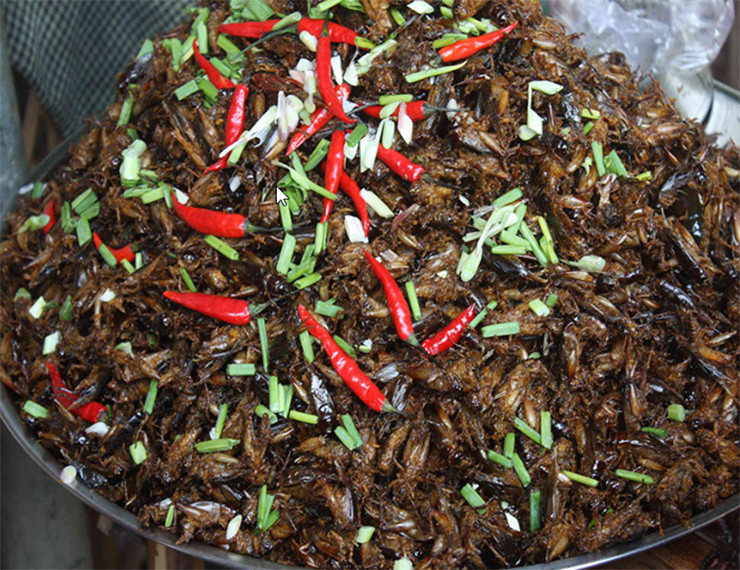 Dế được làm sạch bán lại cho nhà hàng, quán ăn với giá 150.000 đồng/kg. Ngoài ra, anh Sậm còn chế biến thêm món đế xào lá chúc giá 200.000 đồng/kg