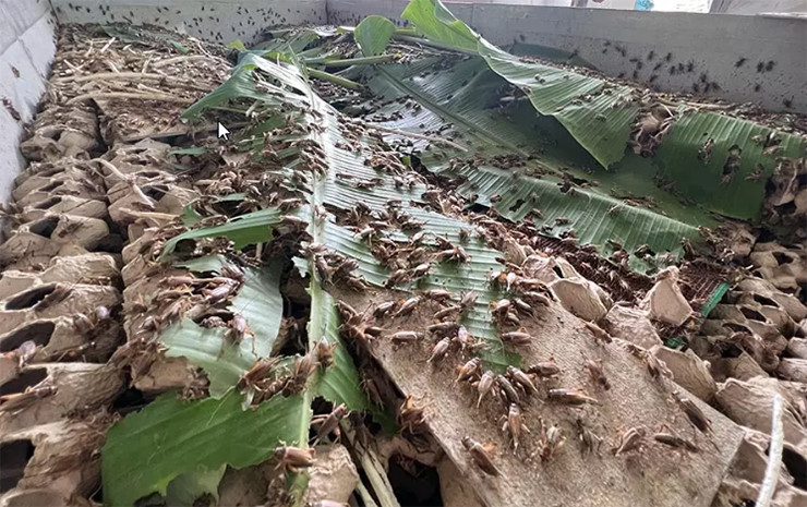 Những năm gần đây, nhiều hộ dân đã mạnh dạn mở rộng mô hình nuôi dế mèn Thái để tăng thêm thu nhập