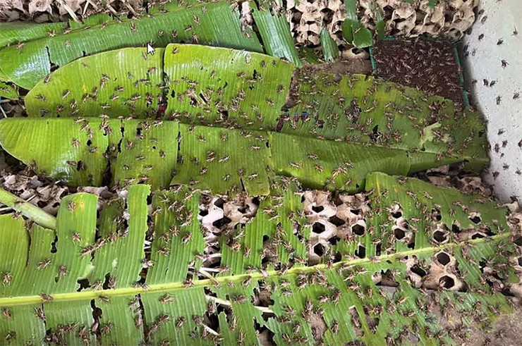 Nguồn thức ăn cho loại côn trùng này dễ tìm, chủ yếu là lá cây phổ biến, như: Lá chuối, lá đào lộn hột (điều), lá khoai mì.