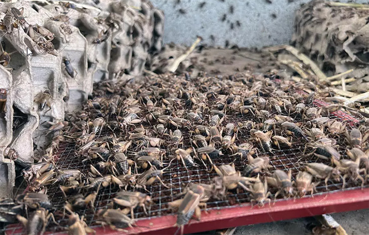 Dế thuộc họ côn trùng, có thân dẹt và râu dài; mỗi lứa nhiều trứng và sau khi đẻ sẽ chết dần. Tuổi thọ của chúng chỉ kéo dài 2-3 tháng