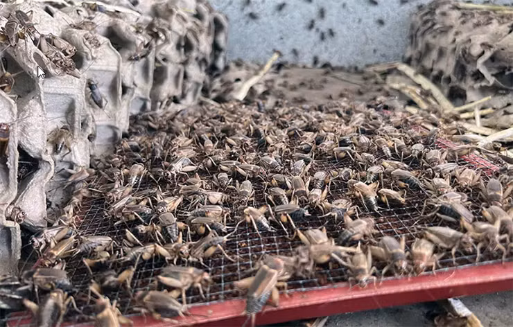 Dế thuộc họ côn trùng, có thân dẹt và râu dài; mỗi lứa nhiều trứng và sau khi đẻ sẽ chết dần. Tuổi thọ của chúng chỉ kéo dài 2-3 tháng