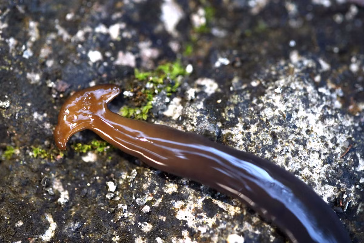 Chúng lướt đi trên mặt đất bằng chất nhầy đặc và một cấu trúc đặc biệt gọi là "đế leo" - một miếng đệm được bao phủ bởi một chùm lông nhỏ - và dò tìm con mồi bằng cách từ từ di chuyển chiếc đầu hình đầu búa của chúng qua lại. Ảnh: Wikipedia.