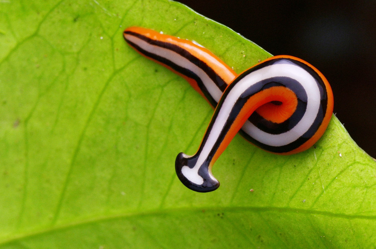 Cho đến nay có trên 60 loài giun đầu búa đã được mô tả khoa học. Chúng có kích thước dao động từ độ dài vài cm cho tới nửa mét. Nhiều loài có sọc, khoang và màu sắc đa dạng. Ảnh: Australian Geographic.