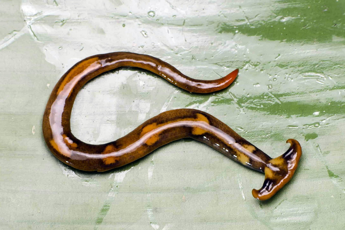 Giun đầu búa chủ yếu sống ở môi trường ẩm ướt, tương đối mát mẻ để giữ đủ nước cho cơ thể. Chúng có nhiều trong các khu rừng nhưng cũng xuất hiện phổ biến ở khu vực dân cư có điều kiện sống phù hợp. Ảnh: A-Z Animals.