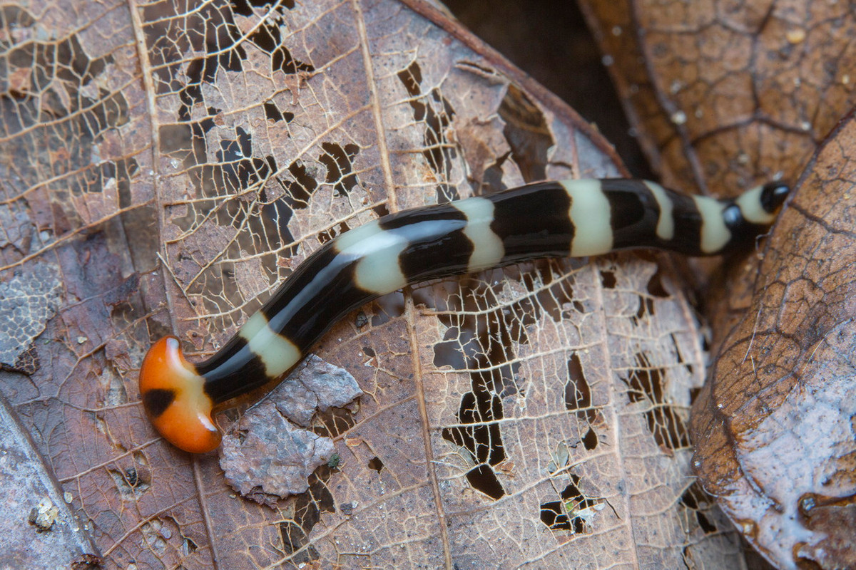 Sau 7 đến 10 ngày, phần đuôi sẽ tự mọc đầu để tạo thành một cá thể hoàn toàn mới. Trong thời gian này, con giun ban đầu cũng tự mọc đuôi mới. Chúng có thể lặp lại hành vi sinh sản đặc biệt này vài lần mỗi tháng. Ảnh: iNaturalist.