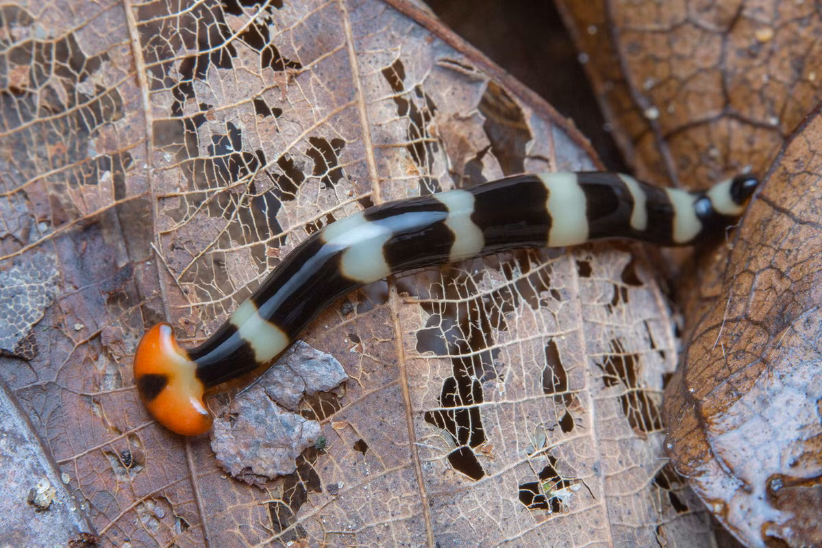 Sau 7 đến 10 ngày, phần đuôi sẽ tự mọc đầu để tạo thành một cá thể hoàn toàn mới. Trong thời gian này, con giun ban đầu cũng tự mọc đuôi mới. Chúng có thể lặp lại hành vi sinh sản đặc biệt này vài lần mỗi tháng. Ảnh: iNaturalist.