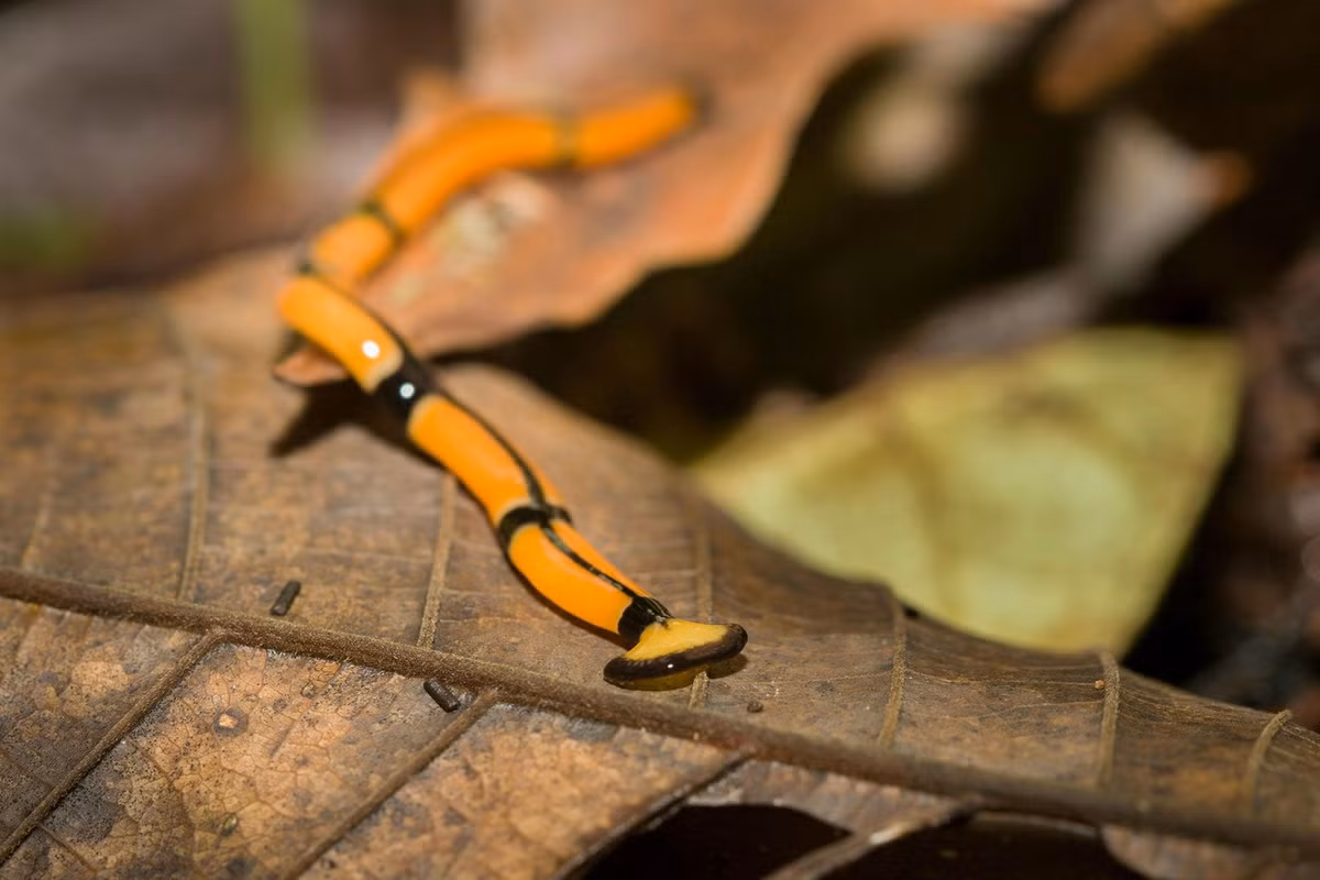 Các sinh vật này thường dành cả ngày để ẩn mình dưới những tảng đá, khúc gỗ và lá rụng. Là kẻ săn mồi đáng gờm, chúng sẽ xuất hiện sau khi trời tối để săn giun đất, ốc sên, sên, cuốn chiếu và rận gỗ. Ảnh: AccuWeather.