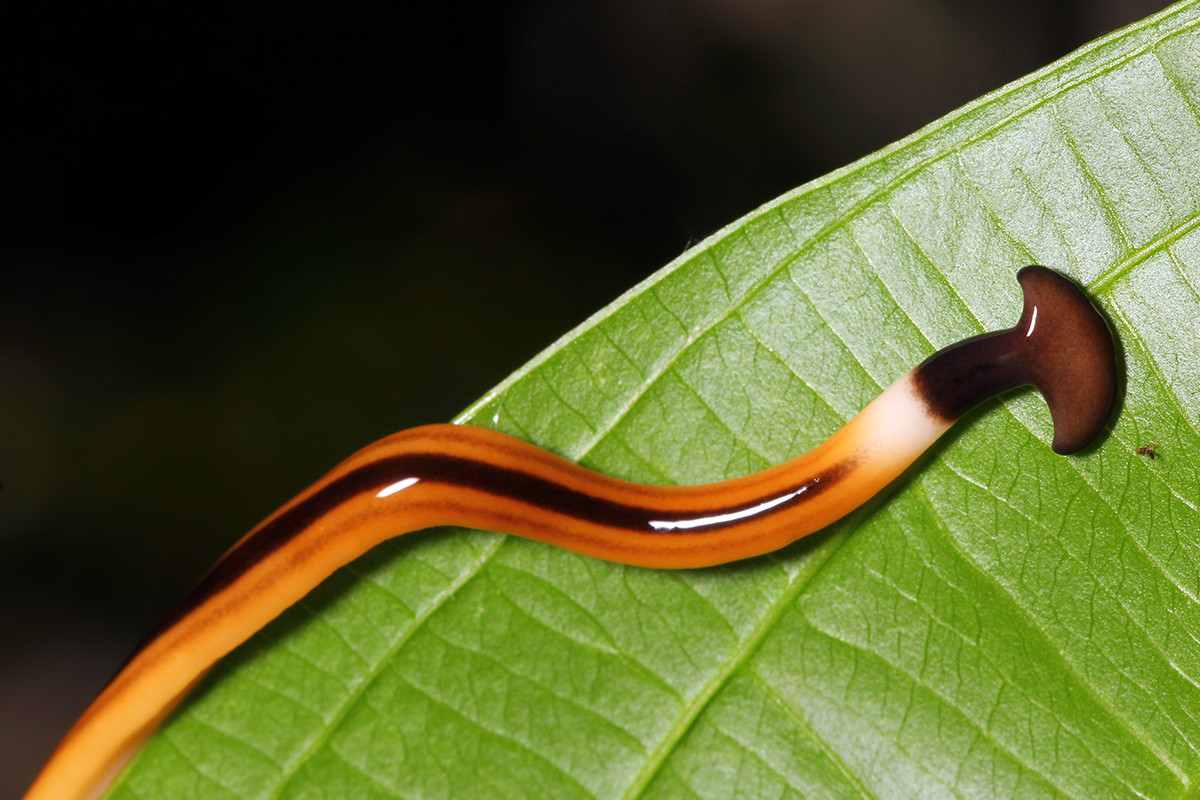 Một số loài có đốm đen ở vị trí giống như mắt nhưng trên thực tế chúng không có mắt thật và chỉ có thể cảm nhận được ánh sáng và bóng tối. Ảnh: HowStuffWorks.