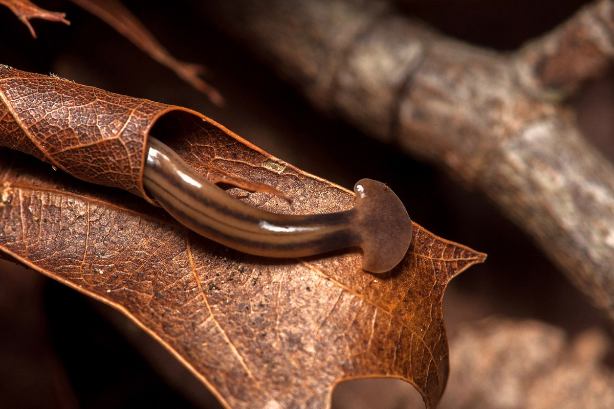 Cái tên Bipalium của các sinh vật này có nghĩa là "hai xẻng", đề cập đến cái đầu kỳ lạ, mở rộng về hai bên - đặc điểm nhận diện các loài giun đầu búa. Ảnh: National Geographic.