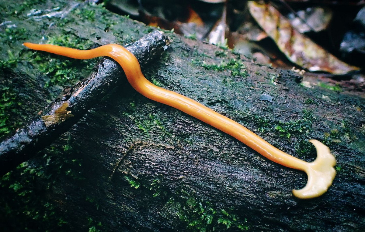 Hiện nay, nhiều công trình nghiên cứu về giun đầu búa đang được giới khoa học tiến hành, tập trung vào quá trình tiến hóa, đặc điểm sinh học và tác động của những con giun này đến hệ sinh thái. Ảnh: Thrill Adventures.