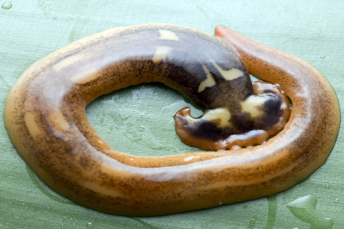 Về mặt sinh sản, giun đầu búa có thể sinh sản theo kiểu lưỡng tính (gồm con đực và con cái, nhưng phương thức sinh sản phổ biến nhất là "phân mảnh". Khi đó, con giun sẽ cắm đuôi vào đất, vặn vẹo cơ thể và cắn đứt nó. Ảnh: ABC13.