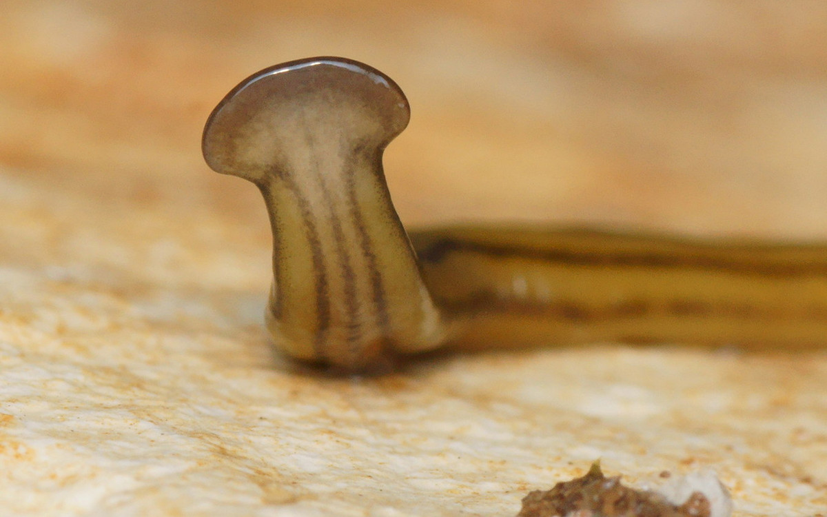 Sử dụng các thụ thể đặc biệt nằm trong một đường rãnh ở mặt dưới của đầu, những con giun này xác định mùi hương và khóa chặt mục tiêu săn đuổi của mình. Ảnh: Live Science.