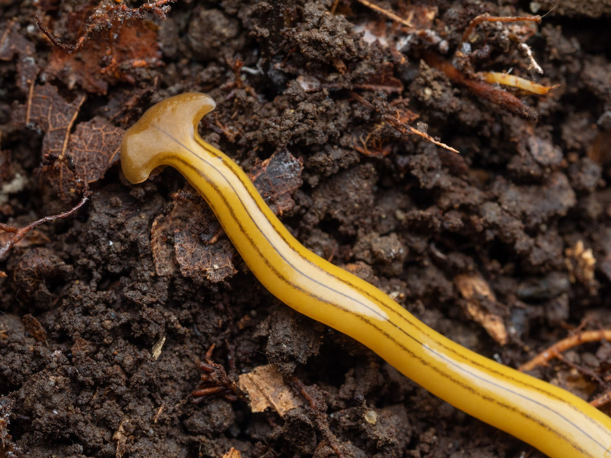 Điều đáng lo ngại hơn là giun đầu búa cũng có thể mang mầm lây nhiễm của một loại ký sinh trùng được biết là lây nhiễm sang người điển hình là giun phổi chuột. Ảnh: iNaturalist.