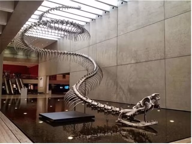 Tan thay loai ran lon nhat the gioi con ton tai tren Trai dat