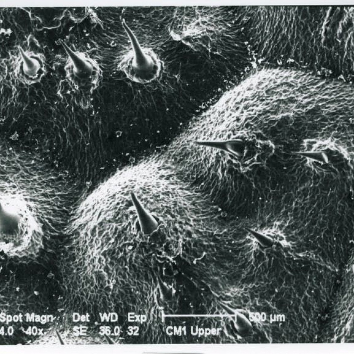 Cơ chế gây đau của cây tầm ma Queensland nằm ở những sợi lông kích cỡ hiển vi, nhọn và chứa đầy độc tố, bao phủ tất cả các bộ phận của cây, gồm thân, cành, cuống lá, lá và quả. Chỉ một cú chạm nhẹ nhất cũng đủ để các sợi lông găm vào da. Ảnh: Newsweek.