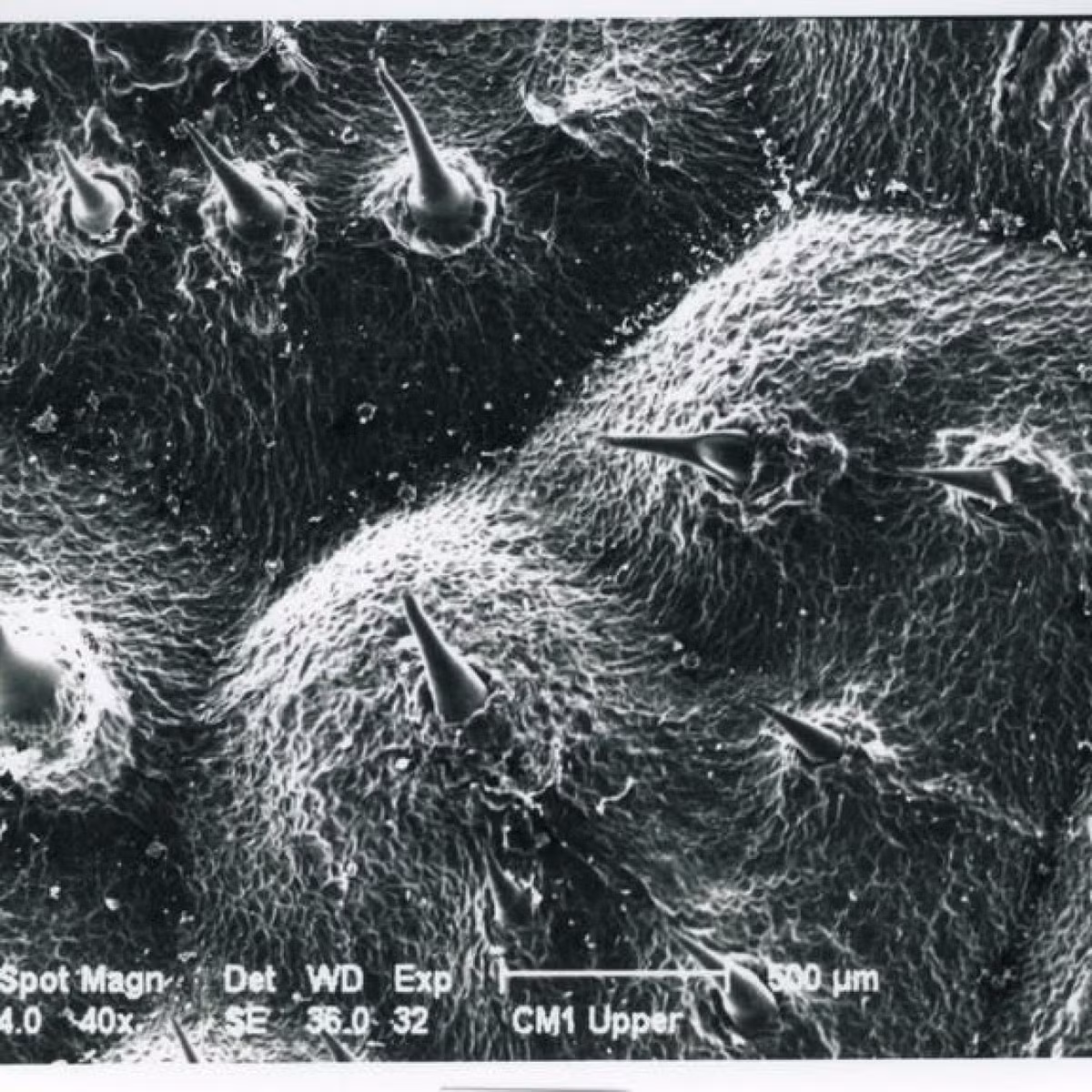 Cơ chế gây đau của cây tầm ma Queensland nằm ở những sợi lông kích cỡ hiển vi, nhọn và chứa đầy độc tố, bao phủ tất cả các bộ phận của cây, gồm thân, cành, cuống lá, lá và quả. Chỉ một cú chạm nhẹ nhất cũng đủ để các sợi lông găm vào da. Ảnh: Newsweek.