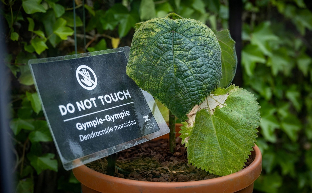 Dù vậy, việc chạm vào cây tầm ma Queensland sẽ gây ra hậu quả khủng khiếp với con người. Ngay sau khi chạm, nạn nhân ngay lập tức cảm thấy bỏng rát dữ dội, như bị hàng nghìn vết chích ở vị trí tiếp xúc. Ảnh: Daily Express.