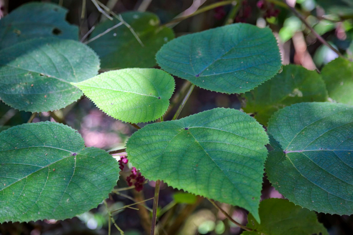 Khi bị đau do chạm phải cây, biện pháp xử lý tốt nhất là sử dụng sáp tẩy lông hoặc băng dính để loại bỏ lông. Dù vậy, phần lớn các trường hợp vẫn còn những sợi lông không thể loại bỏ, gây ra đau đớn kéo dài. Ảnh: The Spruce.