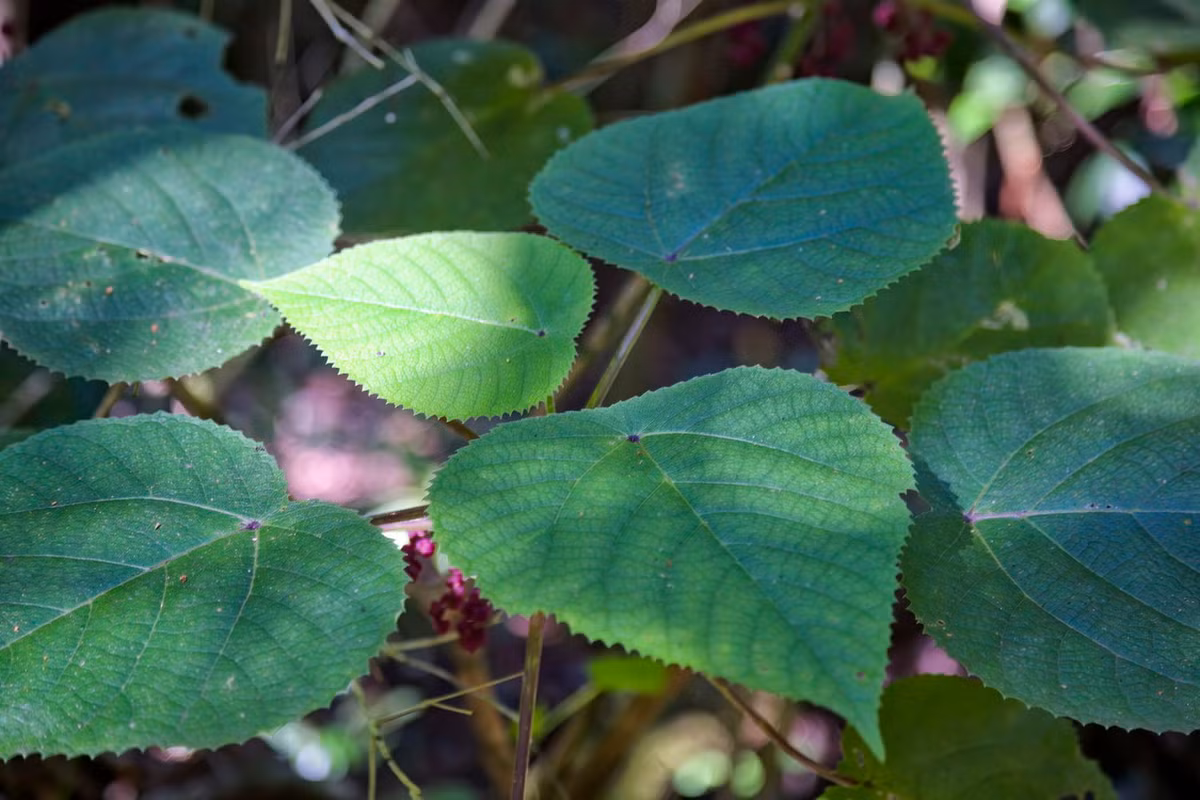 Khi bị đau do chạm phải cây, biện pháp xử lý tốt nhất là sử dụng sáp tẩy lông hoặc băng dính để loại bỏ lông. Dù vậy, phần lớn các trường hợp vẫn còn những sợi lông không thể loại bỏ, gây ra đau đớn kéo dài. Ảnh: The Spruce.