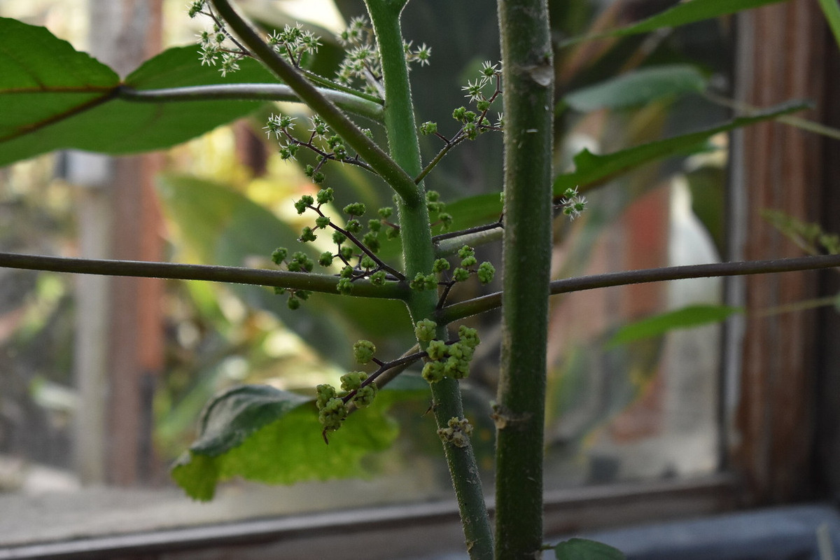 Sự đau đớn do tầm ma Queensland gây ra có thể đi kèm với phát ban, sưng tấy và mất ngủ. Dù vậy, có rất ít trường hợp phải nhập viện do loài cây này. Và chưa có ca tử vong nào từng được ghi nhận. Ảnh: N. Teerink.
