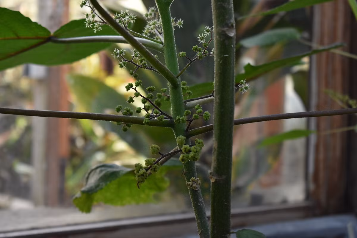 Sự đau đớn do tầm ma Queensland gây ra có thể đi kèm với phát ban, sưng tấy và mất ngủ. Dù vậy, có rất ít trường hợp phải nhập viện do loài cây này. Và chưa có ca tử vong nào từng được ghi nhận. Ảnh: N. Teerink.