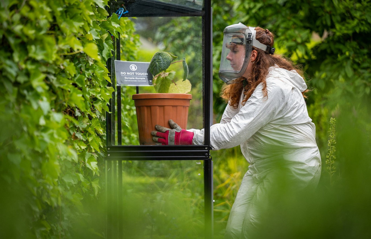 Cho đến nay, việc nghiên cứu về cơ chế gây đau của cây tầm ma Queensland vẫn được tiến hành. Việc giải mã thành công loài cây này sẽ đem lại những kiến thức khoa học mới mẻ cho ngành hóa học, sinh học và y học. Ảnh: G.pl.